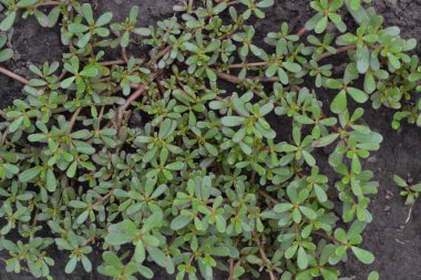 Semizotu. Semizotu. Semizotu bahçede büyür. Yeşil oval bırakır. Arıtma tesisi. Büyüyen. Tarım. Yatay fotoğraf