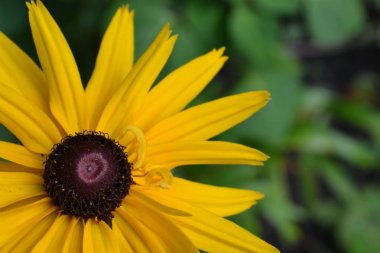 Rudbeckia. Uzun ömürlü. Daisy benzer. Uzun boylu çiçekler. Çiçekler sarı. Bahçe. Flowerbed. Çiçekçilik. Yakın çekim. Üzerinde arka plan bulanık. Yatay