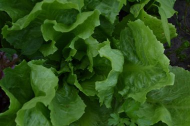Salata. Marul. Lactuca. Bahçede büyür. Yeşil yaprakları vardır. Lezzetli. Yararlı olur. Bahçe. Alan. Büyüyen otlar. Yakın çekim. Yatay fotoğraf