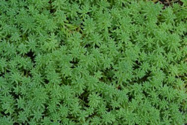 Hendek Stonecrop. Tavşan lahana. Bahçedeki. Yeşil yosun. Dekoratif çimenli halı. Flowerbed, Bahçe. Yakın çekim. Yatay fotoğraf