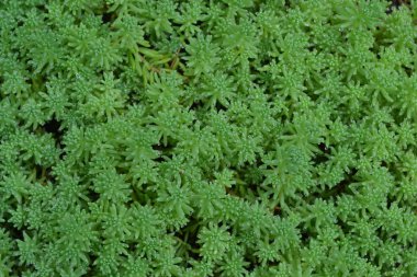 Hendek Stonecrop. Tavşan lahana. Bahçedeki. Yeşil yosun. Dekoratif çimenli halı. Flowerbed, Bahçe. Yakın çekim