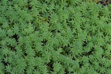 Hendek Stonecrop. Tavşan lahana. Bahçedeki. Yeşil yosun. Dekoratif çimenli halı. Flowerbed, Bahçe. Yatay fotoğraf