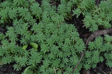 Hendek Stonecrop. Tavşan lahana. Bahçedeki. Yeşil yosun. Dekoratif çimenli halı. Flowerbed, Bahçe. Süs bahçe bitkileri. Yakın çekim. Yatay fotoğraf