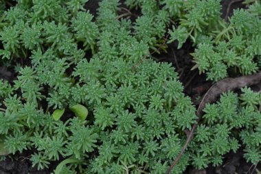 Hendek Stonecrop. Tavşan lahana. Bahçedeki. Yeşil yosun. Dekoratif çimenli halı. Flowerbed, Bahçe. Süs bahçe bitkileri. Yakın çekim. Yatay