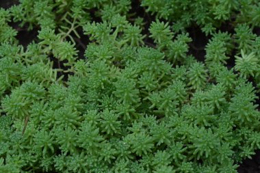 Hendek Stonecrop. Tavşan lahana. Bahçedeki. Yeşil yosun. Dekoratif çimenli halı. Flowerbed, Bahçe. Süs bahçe bitkileri. Yatay