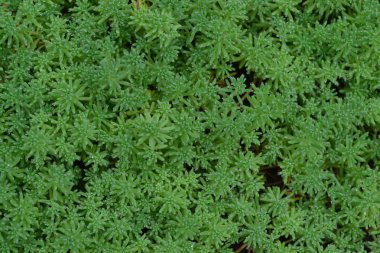 Hendek Stonecrop. Tavşan lahana. Bahçedeki. Yeşil yosun. Dekoratif çimenli halı. Flowerbed. Süs bahçe bitkileri. Yakın çekim