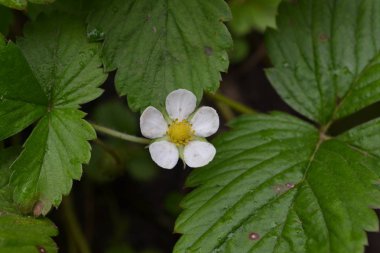 Çilek. Çilek vesca. Çilek çalılar. Yakın çekim. Yeşil yaprakları. Çiçekler çilek. Yatay