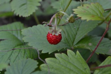 Çilek. Çilek vesca. Çilek çalılar. Güzel kokulu çilek. Meyveleri şifa. Yakın çekim. Yeşil yaprakları