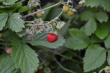 Çilek. Çilek vesca. Çilek çalılar. Kırmızı sulu meyveler. Güzel kokulu çilek. Yeşil yaprakları. Çilek Çilek. Yatay fotoğraf