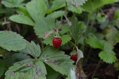 Çilek. Çilek vesca. Çilek çalılar. Kırmızı sulu meyveler. Güzel kokulu çilek. Meyveleri şifa. Yeşil yaprakları. Çilek Çilek. Yatay fotoğraf