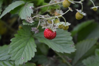 Çilek. Çilek vesca. Çilek çalılar. Kırmızı sulu meyveler. Güzel kokulu çilek. Meyveleri şifa. Yakın çekim. Yeşil yaprakları