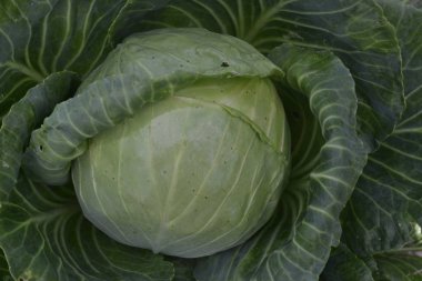 Beyaz lahana. Brassica oleracea. Bahçede lahana. Çiftlik, tarım. Lahana yakın çekim