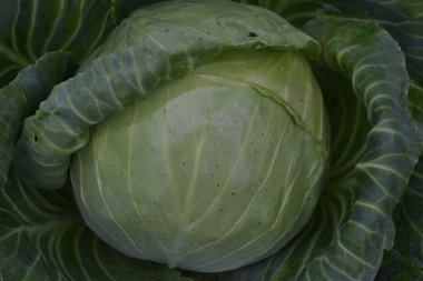 Beyaz lahana. Brassica oleracea. Bahçe. Çiftlik, alan, tarım. Yakın çekim