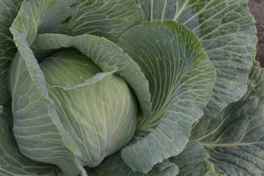 Beyaz lahana. Yakın çekim. Lahana bahçesinde büyüyor. Brassica oleracea. Lahana büyüyor. Alan. Çiftlik. Tarım