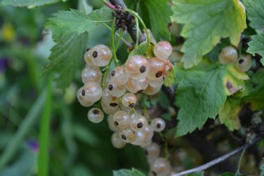 Beyaz kuş üzümü. Ribes rubrum. Çilek beyaz veya sarı dallar üzerinde. Büyüyen. Yakın çekim. Yatay fotoğraf