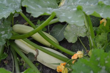 Kabak. Cucurbita pepo ssp. pepo. Yararlı sebze. Bahçedeki çalı kabak. Kabak yapraklar arasında meyve.