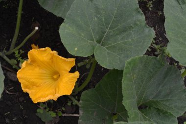 Kabak. Cucurbita pepo ssp. pepo. Yararlı sebze. Bahçedeki çalı kabak. Kabak çiçekleri yaprakları arasında. Bahçe, alan, Bahçe, çiftlik. Yakın çekim. Yatay fotoğraf