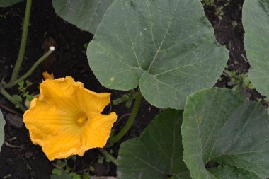 Kabak. Cucurbita pepo ssp. pepo. Yararlı sebze. Bahçedeki çalı kabak. Kabak çiçekleri yaprakları arasında. Bahçe, alan, Bahçe, çiftlik. Yakın çekim