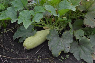 Kabak. Cucurbita pepo ssp. pepo. Yararlı sebze. Yeşil yaprakları. Bahçedeki çalı kabak. Kabak yapraklar arasında meyve. Bahçe, tarla, çiftlik. Yakın çekim. Yatay fotoğraf