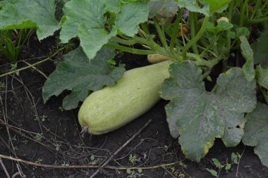 Kabak. Cucurbita pepo ssp. pepo. Yararlı sebze. Yeşil yaprakları. Bahçedeki çalı kabak. Kabak yapraklar arasında meyve. Bahçe, tarla, çiftlik. Yakın çekim. Yatay