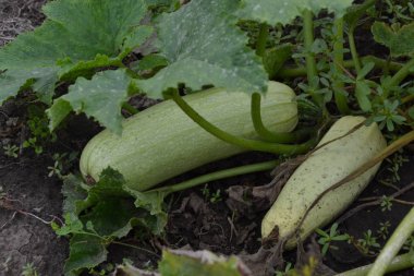 Kabak. Cucurbita pepo ssp. pepo. Yararlı sebze. Yeşil yaprakları. Bahçedeki çalı kabak. Kabak yapraklar arasında meyve. Bahçe, tarla, çiftlik. Yakın çekim