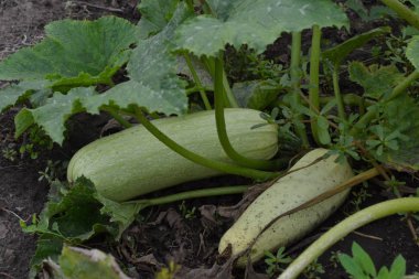 Kabak. Cucurbita pepo ssp. pepo. Yararlı sebze. Yeşil yaprakları. Bahçedeki çalı kabak. Kabak yapraklar arasında meyve. Bahçe, tarla, çiftlik