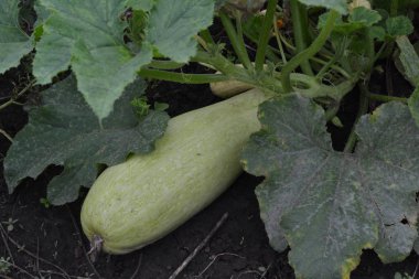 Kabak. Cucurbita pepo ssp. pepo. Yararlı sebze. Yeşil yaprakları. Bahçedeki çalı kabak. Kabak yapraklar arasında meyve. Bahçe, alan, Bahçe, çiftlik. Yakın çekim