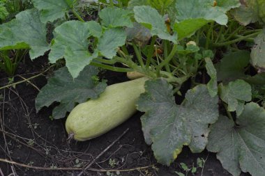 Kabak. Cucurbita pepo ssp. pepo. Yararlı sebze. Yeşil yaprakları. Bahçedeki çalı kabak. Kabak yapraklar arasında meyve. Bahçe, alan, Bahçe. Yakın çekim. Yatay fotoğraf