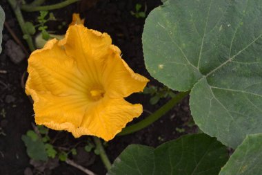 Kabak. Cucurbita pepo ssp. pepo. Yararlı sebze. Yeşil yaprakları. Bahçedeki çalı kabak. Kabak çiçekleri yaprakları arasında. Bahçe, tarla, çiftlik. Yakın çekim. Yatay fotoğraf