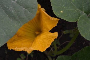 Kabak. Cucurbita pepo ssp. pepo. Yararlı sebze. Yeşil yaprakları. Bahçedeki çalı kabak. Kabak çiçekleri yaprakları arasında. Bahçe, alan, Bahçe, çiftlik. Yakın çekim. Yatay