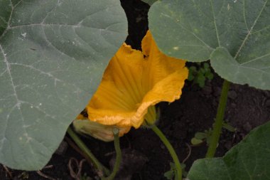 Kabak. Cucurbita pepo ssp. pepo. Yararlı sebze. Yeşil yaprakları. Bahçedeki çalı kabak. Kabak çiçekleri yaprakları arasında. Bahçe, alan, Bahçe, çiftlik. Yakın çekim. Yatay fotoğraf