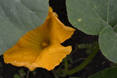 Kabak. Cucurbita pepo ssp. pepo. Yararlı sebze. Yeşil yaprakları. Bahçedeki çalı kabak. Kabak çiçekleri yaprakları arasında. Bahçe, alan, Bahçe, çiftlik. Yakın çekim