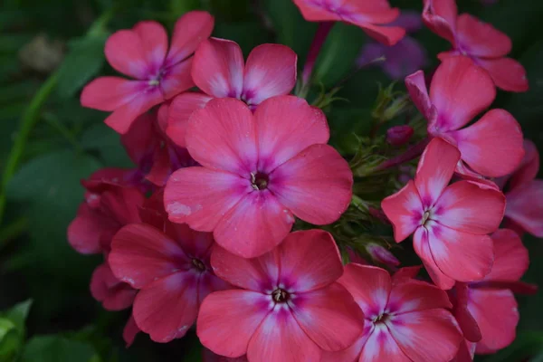 Phlox Polemoniaceae Schöner Blütenstand Blüten Rosa Schöner Geruch Blumen Wachsen — Stockfoto