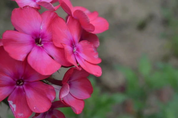 Phlox Polemoniaceae Güzel Önümüzdeki Pembe Çiçekler Güzel Koku Büyüyen Çiçekler — Stok fotoğraf