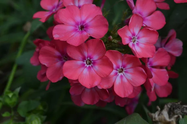 Phlox Polemoniaceae Hermosa Inflorescencia Flores Rosadas Bonito Olor Cultivando Flores — Foto de Stock