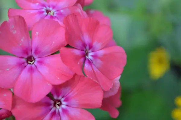 stock image Phlox. Polemoniaceae. Beautiful inflorescence. Flowers pink. Nice smell. Growing flowers. On blurred background. Close-up. Horizontal