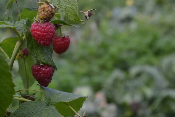 Raspberries Rubus Idaeus Berries Raspberry Close Blurred Background Garden Growing — Stock Photo, Image