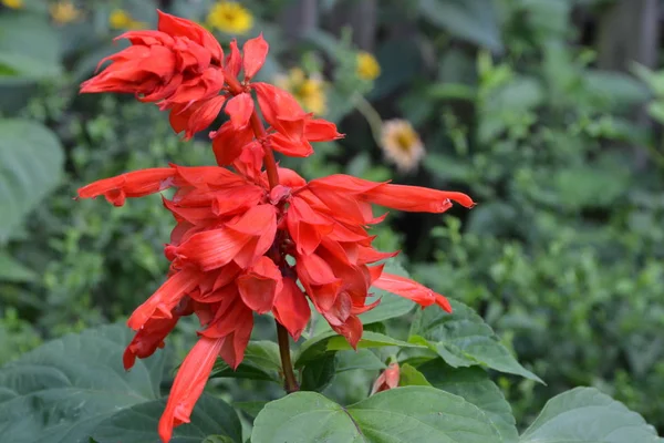 Сальвия Сальвия Великолепна Цветок Красный Теплолюбивые Растения Ежегодное Цветочные Клумбы — стоковое фото