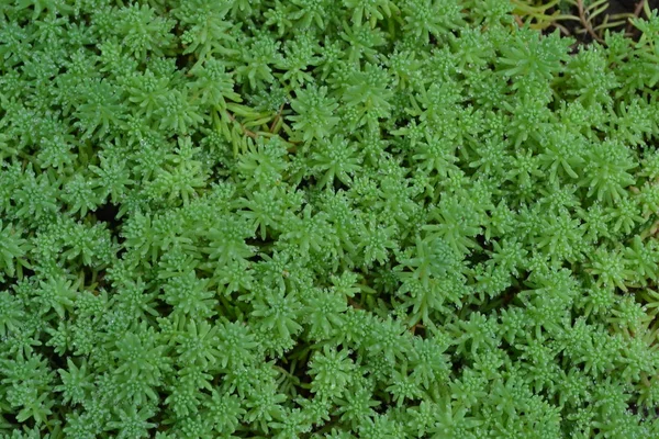 Hendek Stonecrop Tavşan Lahana Bahçedeki Yeşil Yosun Dekoratif Çimenli Halı — Stok fotoğraf