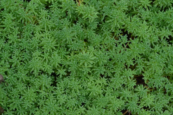 Hendek Stonecrop Tavşan Lahana Bahçedeki Yeşil Yosun Dekoratif Çimenli Halı — Stok fotoğraf