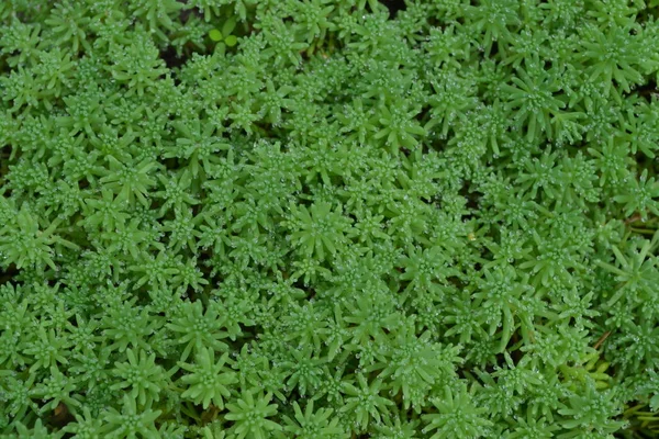 マンネングサ うさぎのキャベツ セダム 緑の苔 装飾的な草が茂ったカーペット 観賞用の園芸植物 クローズ アップ — ストック写真