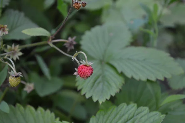 イチゴ エゾヘビイチゴ イチゴの茂み ジューシーなレッドベリー 癒しの果実 緑を葉します 果実のイチゴ — ストック写真