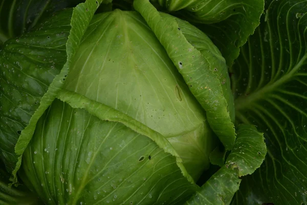 在花园里种卷心菜 甘蓝型油菜 种卷心菜 卷心菜特写 — 图库照片