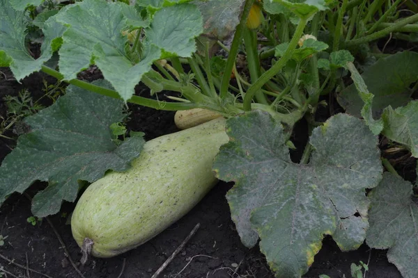 Zucchini Cucurbita Pepo Ssp Pepo Vegetais Úteis Folhas Verdes Arbustos — Fotografia de Stock