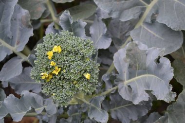 Taze yeşil brokolili lahana. Bahçede lahana. Yeşil bitki. Sarı infloresans