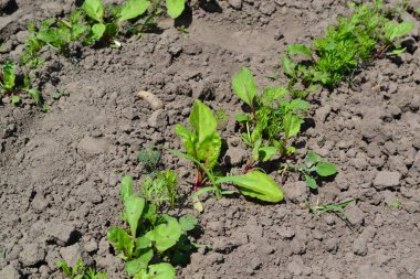 Siyah zeminde genç yeşil lahanalar. Narin küçük yapraklar. Baharatlı pancar.