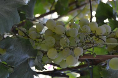 Sonbahar manzarası. Sulu üzüm demetleri. Lezzetli. Yakın plan. Yeşil üzümler