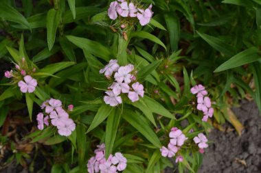 Küçük hassas infloresans. Güzel koku. Yeşil yaprakların parlak arkaplanı. Karanfil Türkçe Karanfil. Dianthus Barbatus. Bahçe bitkileri Çiçek. Yakın plan.