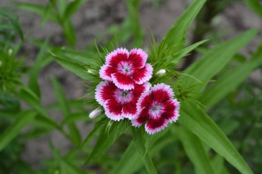 Güzel koku. Yeşil yaprakların parlak arkaplanı. Karanfil Türkçe Karanfil. Dianthus Barbatus. Bahçe. Yatay fotoğraf