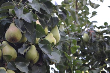 Armut. Pyrus komünisi. Olgun armut meyveli ağaç. Yeşil yapraklar. Yaz günleri. Hasat et. Vitaminler. Bir sürü meyve. Yakın plan. Yatay fotoğraf. Mavi gökyüzüne karşı yeşil yapraklar